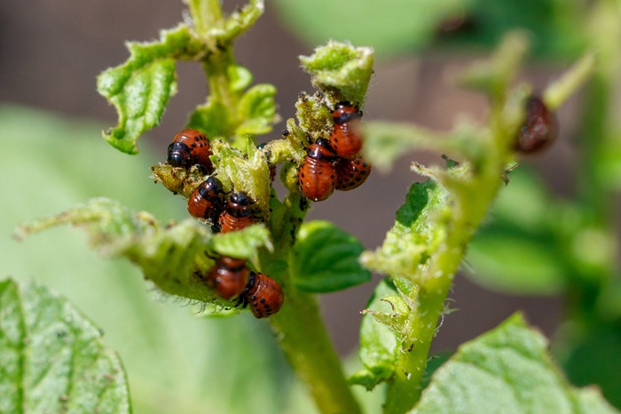 C'est lorsque les larves de doryphores sont encore jeunes que le traitement aux nématodes est le plus efficace.