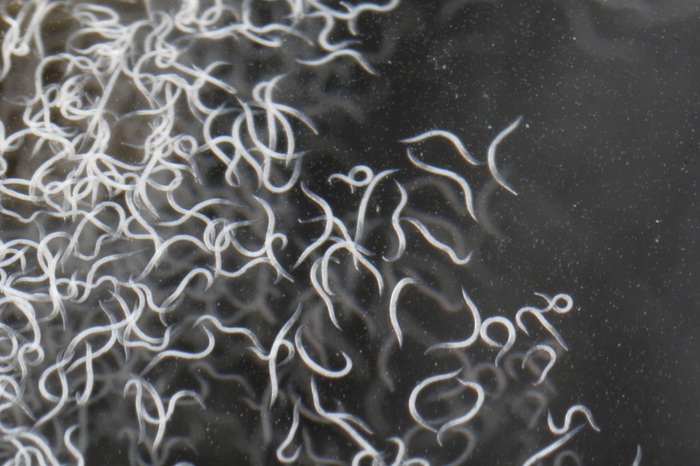 Les nématodes entomopathogènes SC peuvent parasiter les jeunes larves de doryphore.