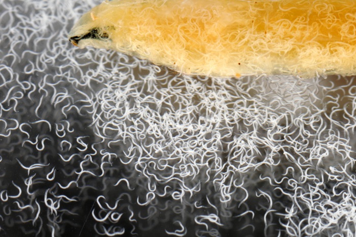 Nématodes sortant d'une larve d'insecte parasitée.