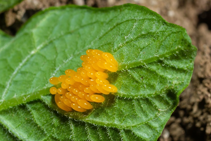 Surveillez la présence d'oeufs de doryphore sous le feuillage (Amas d'oeufs orangés).