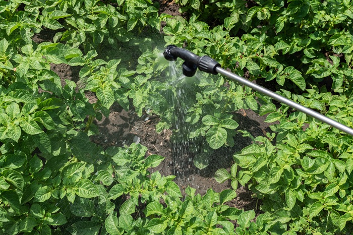 La pulvérisation de nématodes SC sur le feuillage des pommes de terre permet d'éliminer les larves du doryphore.
