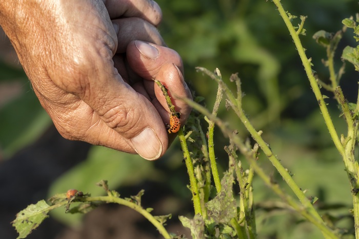 Le ramassage des doryphore à la main est une bonne méthode de lutte mais contraignante.