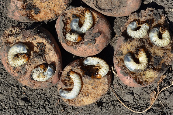 Pommes de terre attaquées par des larves de hanneton au potager.