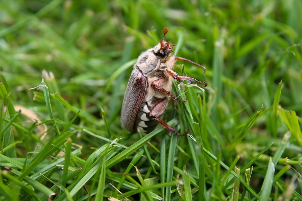 Hanneton adulte déposant ses oeufs dans un gazon.