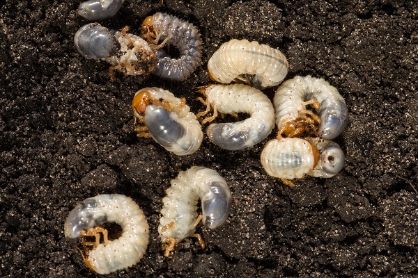 Larves de hanneton (vers blancs) dans de la terre au potager.