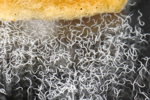 Macro de nématodes entomopathogènes sortant d'une larve d'insecte