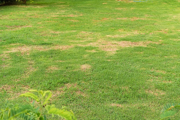 Le gazon jaunit, des trous apparaissent, l'herbe se détache : il s'agit d'une attaque de vers blancs (hannetons)