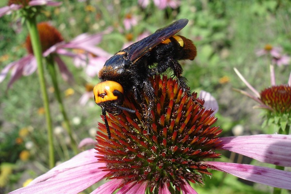Grande scolie des jardins sur une échinacée. Elle parasite les vers blancs du sol.