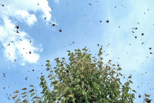 Nuée de hannetons volant au mois de Juin.