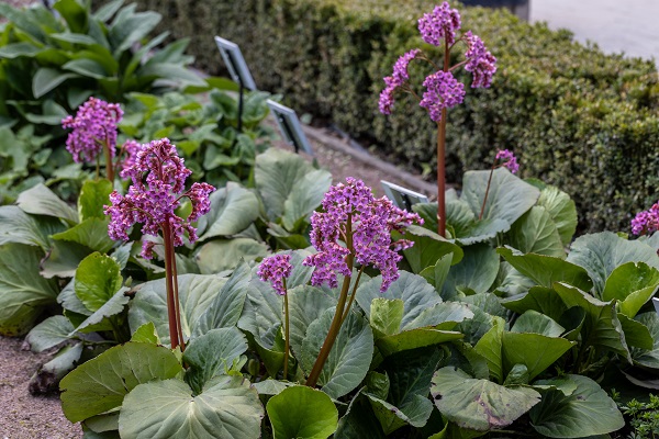 Le bergenia est une plante "piège" idéale pour attirer les otiorhynques dans un autre coin du jardin.
