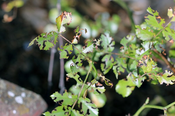 Rosier attaqué par l'otiorhynque, les feuilles sont découpées en dentelle.