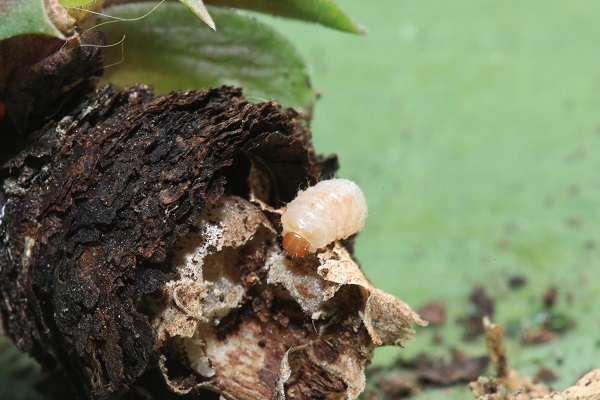 Larve d'otiorhynque (ver blanc) en train de dévorer les racines d'une plante grasse.