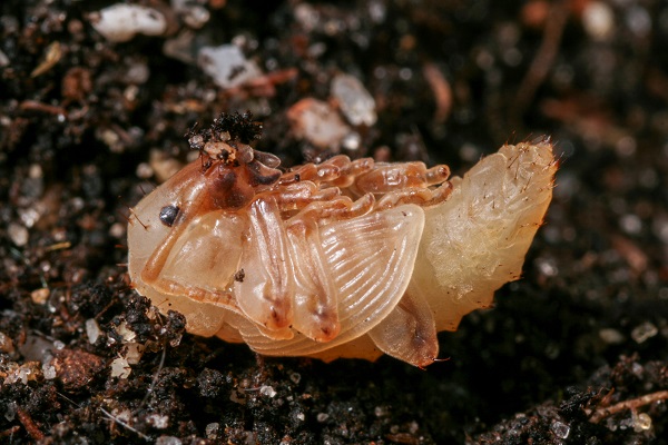 Les différente partie du corps de l'otiorhynque adulte sont déjà visibles sur la nymphe.