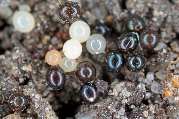 Oeufs d'otiorhynque pondus au sol, à proximité des plantes sensibles.
