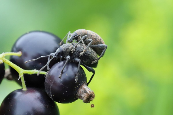 Les plants de petits fruits tels que le cassissier sont particulièrement sensibles aux attaques d'otiorhynques.