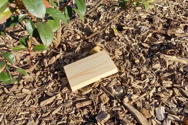 Piège à otiorhynque contenant des nématodes SC.