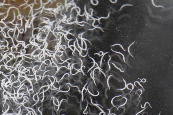 Les nématodes HB sont le meilleur traitement naturel anti otiorhynques