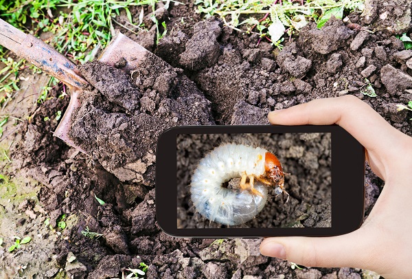 Identifier les vers blancs de votre jardin est essentiel pour choisir le meilleur traitement bio.
