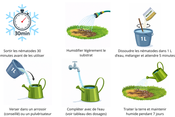 Mode d'emploi des nématodes anti vers blancs et otiorhynques