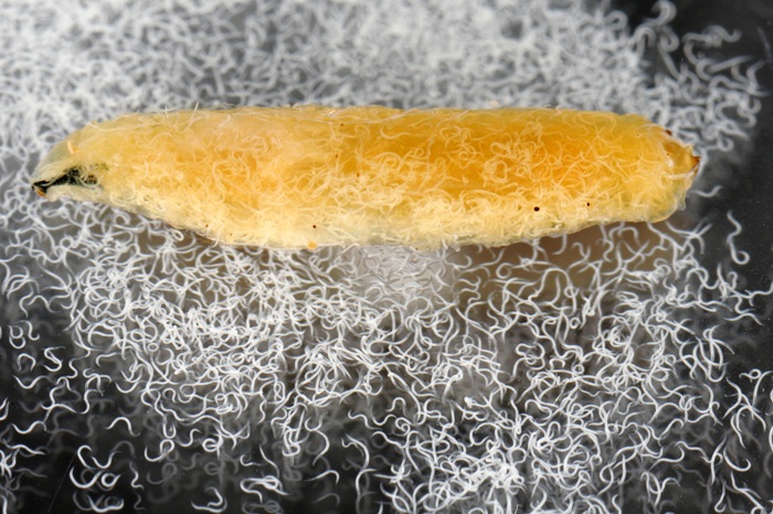 Larve du sol parasitée par des nématodes