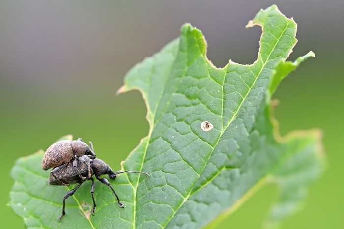 Accouplement d'otiorhynques adultes et dégâts visibles (feuille découpée en dentelle).