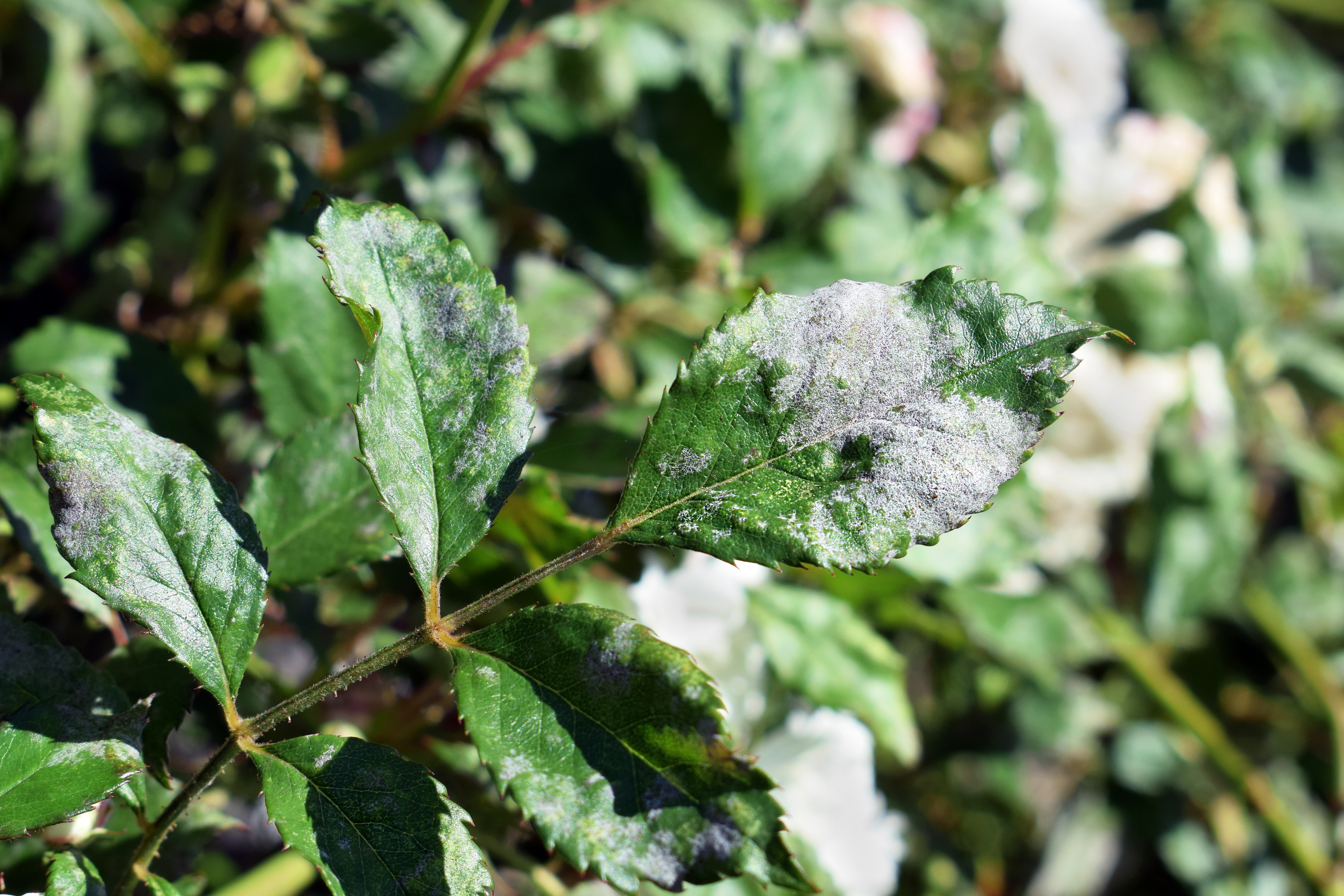 Oidium sur feuilles de rosier