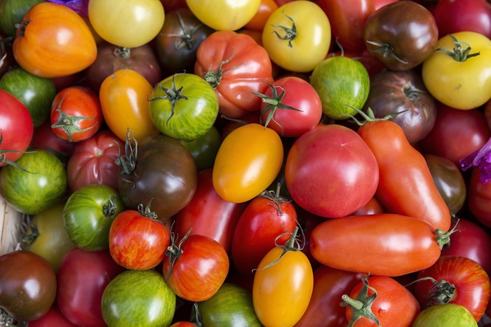 Augmenter la diversité variétale des tomates au potager permet de freiner la propagation du mildiou.