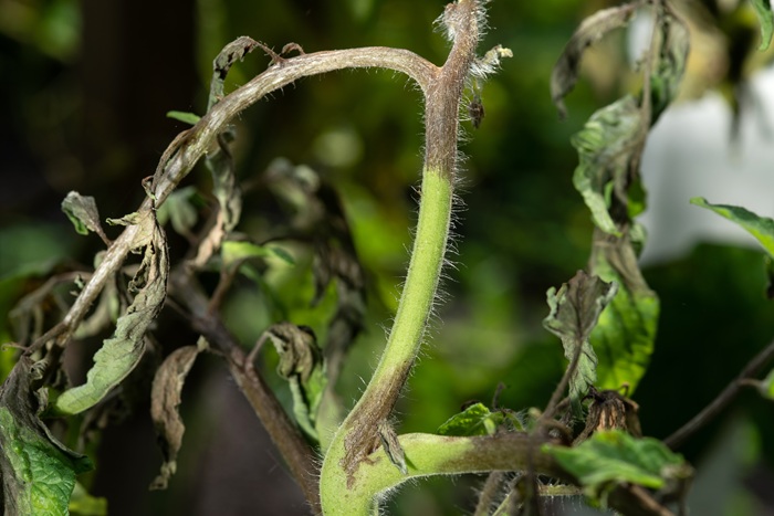 Des tâches noires sur les tiges et les feuilles de tomates sont caractéristiques d'une attaque de mildiou.