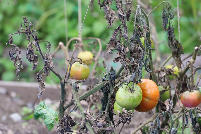 Plant de tomate fortement atteint par le mildiou : il doit être arraché au plus vite.
