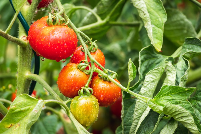 L'humidité sur le feuillage de la tomate est propice au développement du mildiou.