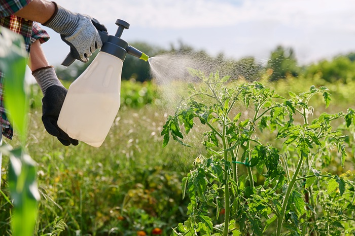 Application d'un traitement naturel contre le mildiou au pulvérisateur
