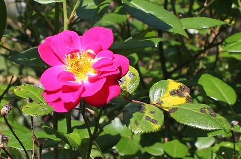 Tâches noires du rosier
