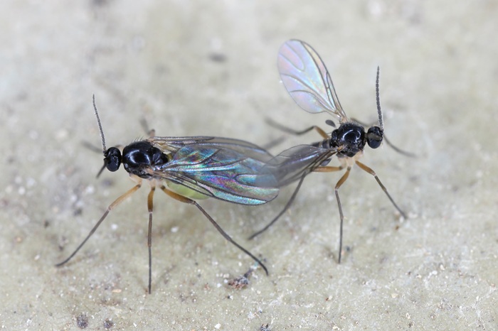 Pour protéger les plantes d'intérieur des nuisibles, comme la mouche du terreau, la lutte biologique est parfaitement adaptée.