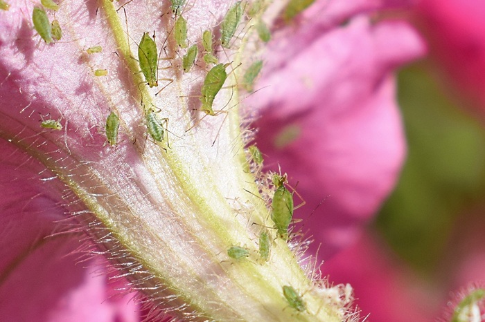 La lutte biologique contre les pucerons est très efficaces : coccinelles et chrysopes sont de redoutables insectes auxiliaires.