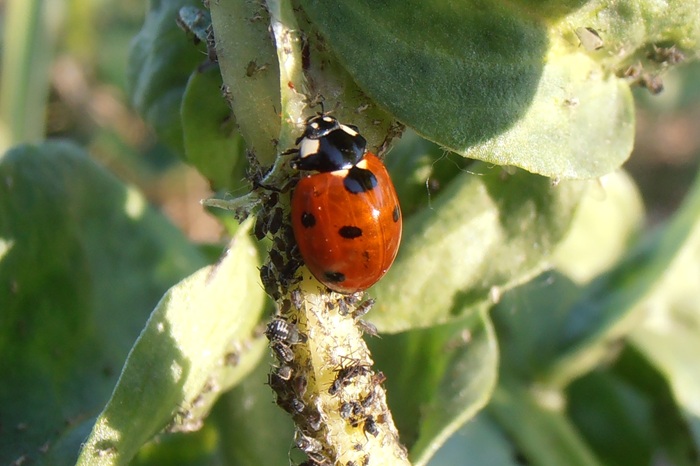 Coccinelle adulte prédatrice consommant des pucerons noirs sur un plant de fève.