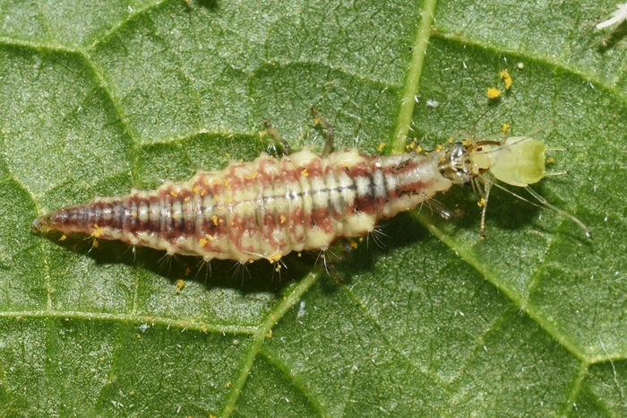 Larve de chrysope dévorant un puceron vert – auxiliaire naturel contre les pucerons