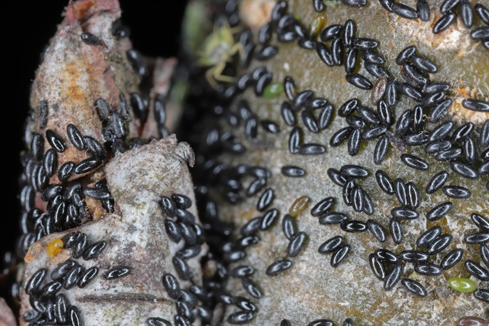 Œufs de pucerons noirs hivernants sur rameaux de poirier (stade hivernal)