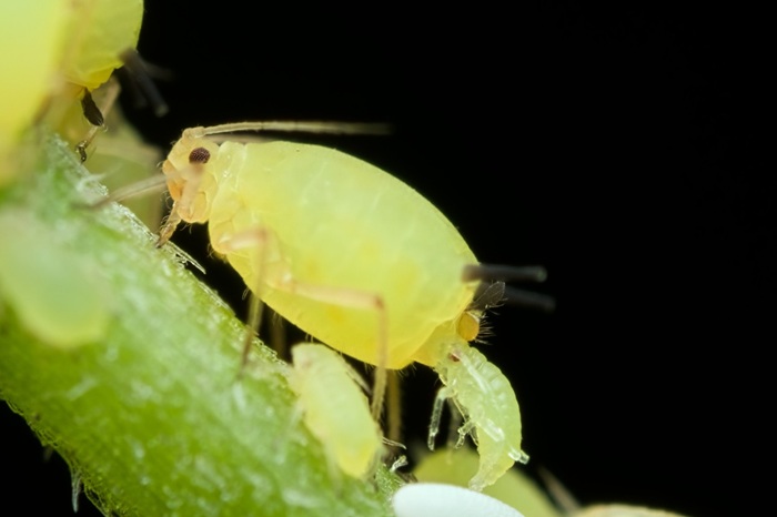 Puceron vert femelle donnant naissance à un jeune puceron – reproduction par parthénogénèse vivipare des aphidés