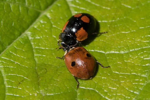 La coccinelle à 2 points est redoutable pour éliminer les pucerons farineux du prunier.