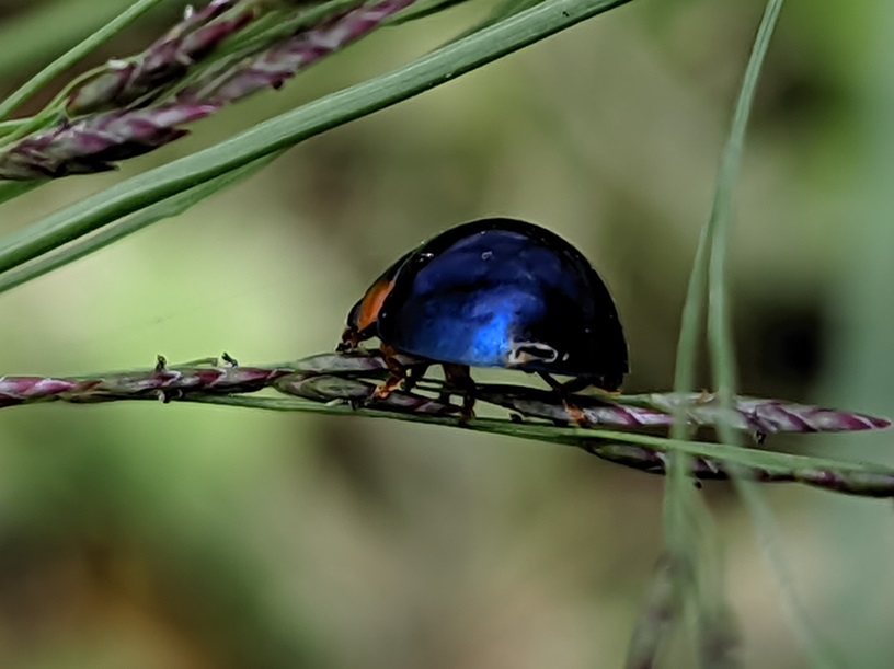 Exochomus nigromaculatus est une petite coccinelle noire qui est redoutable contre les pucerons farineux du prunier.