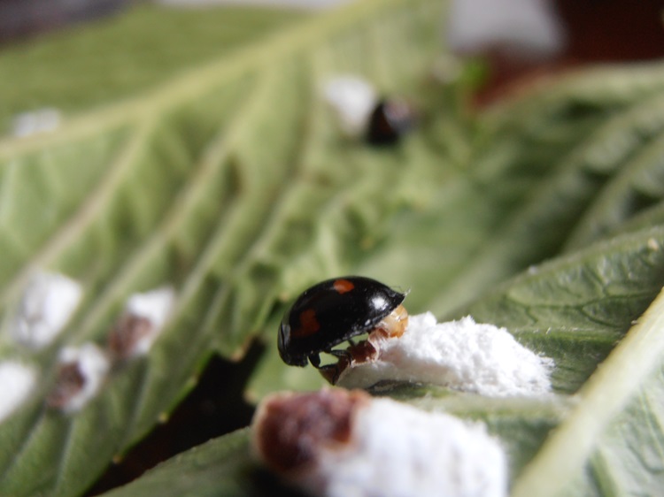 La coccinelle à virgules pond dans les amas cireux et laineux, comme à l'intérieur de cette cochenille pulvinaire.