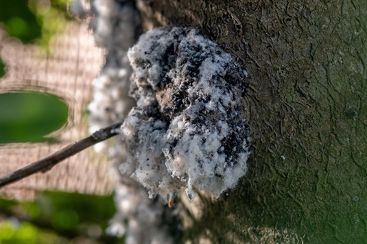 Une infestation de pucerons lanigères a provoqué l'apparition d'une galle sur le tronc de ce pommier.