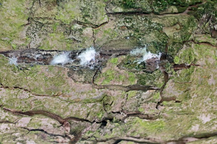 Colonie de pucerons lanigères passant l'hiver dans les crevasses de l'écorce d'un pommier.