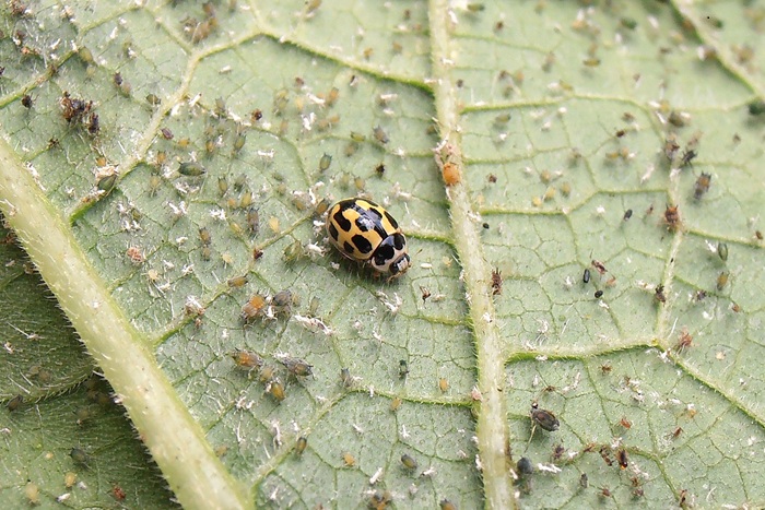 Coccinelle à damier dévorant des pucerons sous une feuille de courgette