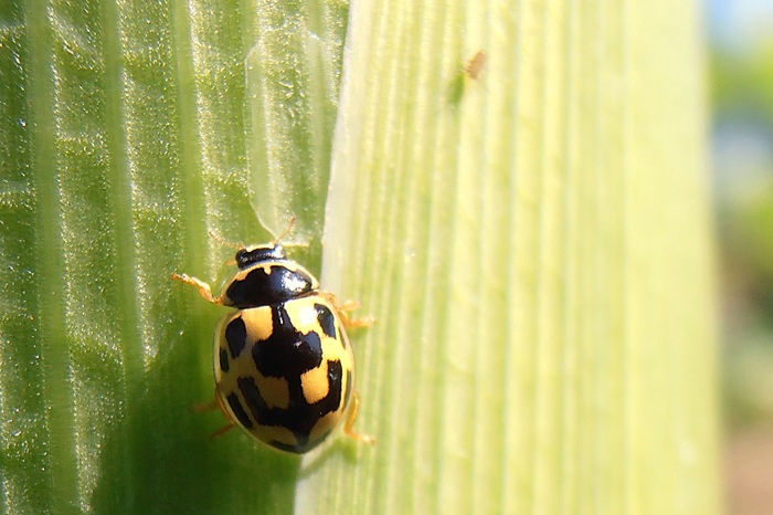 Coccinelle à damier chassant des pucerons sur un épis de maïs
