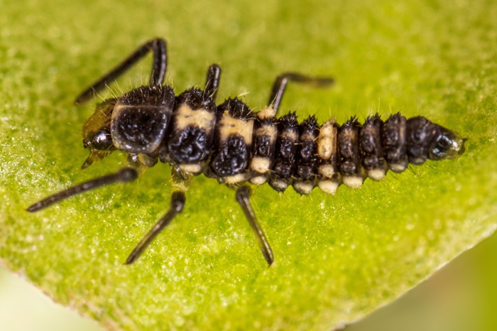 Macro d'une larve de Propylea quatuordecimpunctata, la coccinelle à damier.