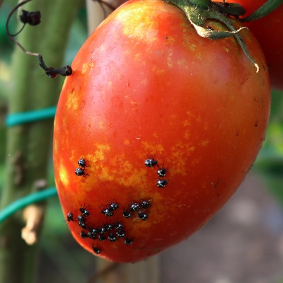 Larves de punaise diabolique se nourrissant de tomate