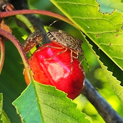 Punaise diabolique en train de piquer une cerise pour se nourrir.