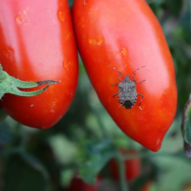 Punaise diabolique piquant une tomate.