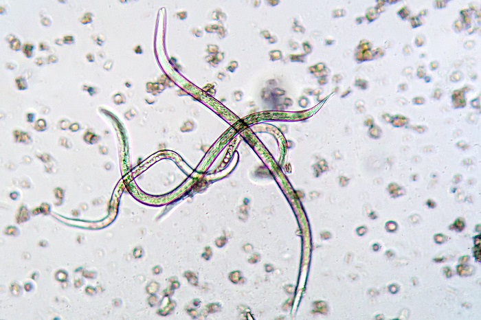 Les nématodes sf permettent de se débarrasser des punaises réticulées qui passent l'hiver dans l'écorce des arbres.